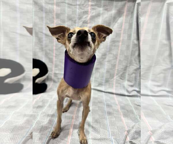 Medium Photo #3 Chihuahua-Unknown Mix Puppy For Sale in Tempe , AZ, USA