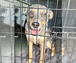 Small #1 Catahoula Leopard Dog Mix