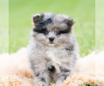 Small #1 Pomeranian