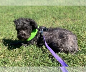 Poodlie - Female Poodle (Miniature)-Poodle (Standard) Mix Dog for Adoption - Photo #2