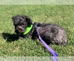 Small Photo #2 Poodle (Miniature)-Poodle (Standard) Mix Puppy For Sale in Holly Springs, NC, USA