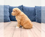 Small Photo #23 Goldendoodle (Miniature) Puppy For Sale in MILLERSBURG, OH, USA