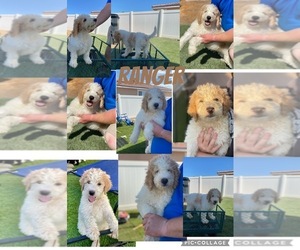 Bernedoodle Dog for Adoption in MENIFEE, California USA