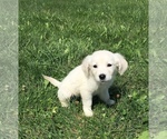 Small Photo #13 English Cream Golden Retriever Puppy For Sale in DEARBORN, MO, USA