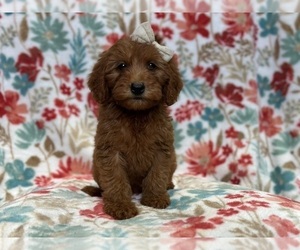 Goldendoodle (Miniature) Puppy for sale in LAKELAND, FL, USA