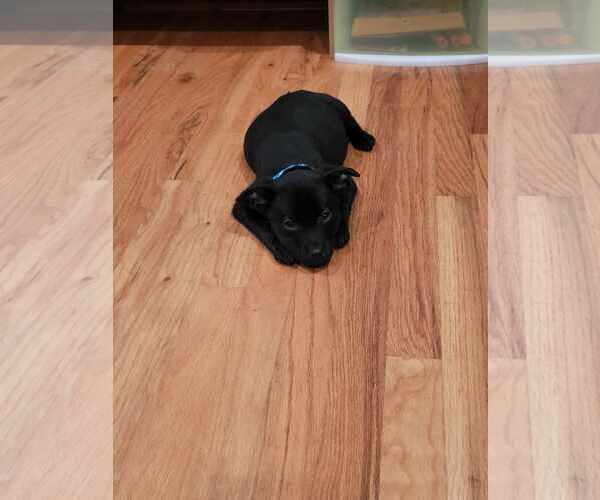 Medium Photo #3 Australian Shepherd-Boxer Mix Puppy For Sale in pomfret, CT, USA