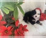 Small Photo #2 Miniature Australian Shepherd Puppy For Sale in REXFORD, NY, USA
