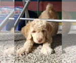Small Photo #4 Goldendoodle Puppy For Sale in MURFREESBORO, TN, USA