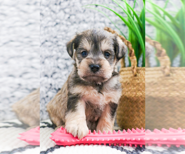 Medium Photo #29 Schnauzer (Miniature) Puppy For Sale in SYRACUSE, IN, USA