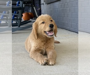 Golden Retriever Puppy for sale in FRANKLIN, IN, USA