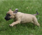 Small #10 Boxer Mix