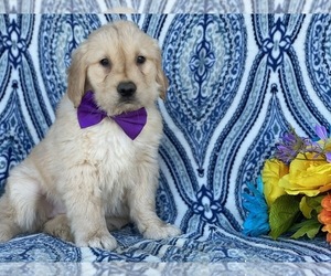 Golden Retriever Puppy for sale in LANCASTER, PA, USA