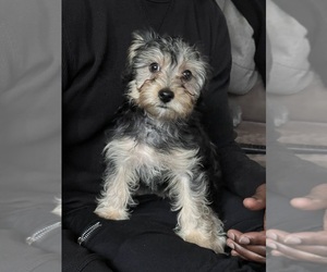 Yorkshire Terrier Puppy for sale in POCONO SUMMIT, PA, USA