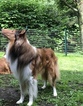 Small Photo #1 Collie Puppy For Sale in HUGHESTOWN, PA, USA