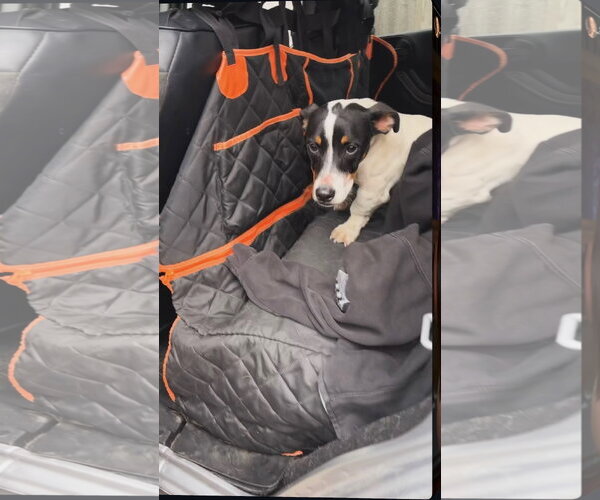 Medium Photo #1 Jack Russell Terrier-Unknown Mix Puppy For Sale in Crete, IL, USA