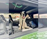 Small Photo #1 Saint Bernard Puppy For Sale in INDIANTOWN, FL, USA
