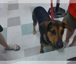 Small German Shepherd Dog Mix