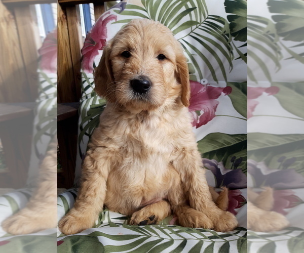 Medium Photo #17 Goldendoodle Puppy For Sale in PROSPECT, VA, USA