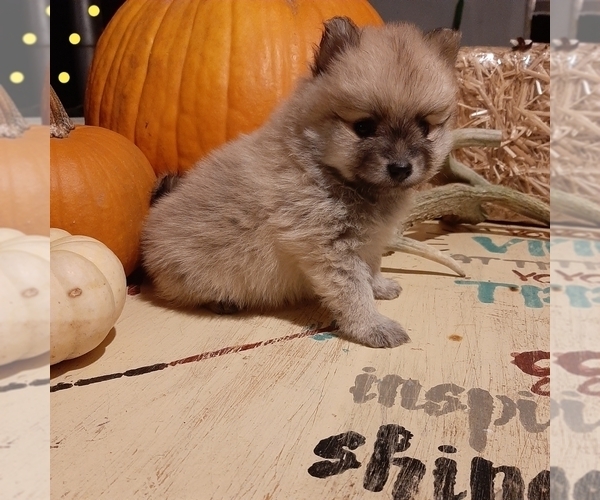 Medium Photo #2 Pomeranian Puppy For Sale in CARTHAGE, TX, USA