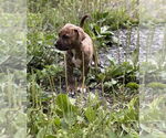 Small #3 American Bandogge mastiff