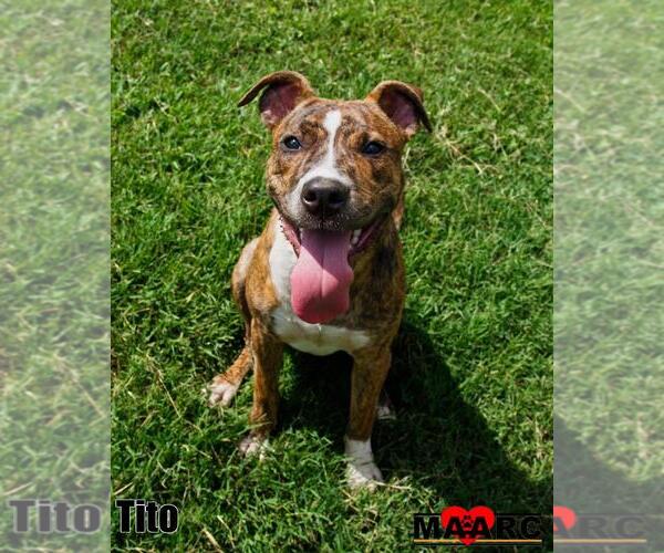 Medium Photo #1 Mutt Puppy For Sale in Maryville, TN, USA