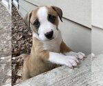 Small #1 Anatolian Shepherd-Boxer Mix