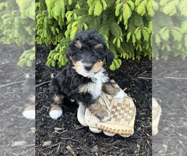 Medium Photo #2 Bernedoodle Puppy For Sale in MIDDLEBURY, IN, USA