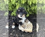 Small #1 Bernedoodle