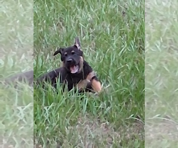 Medium Photo #1 German Shepherd Dog Puppy For Sale in BUSHNELL, FL, USA