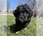 Small Photo #4 Miniature Australian Shepherd-Miniature Bernedoodle Mix Puppy For Sale in BLUE SPRINGS, MO, USA