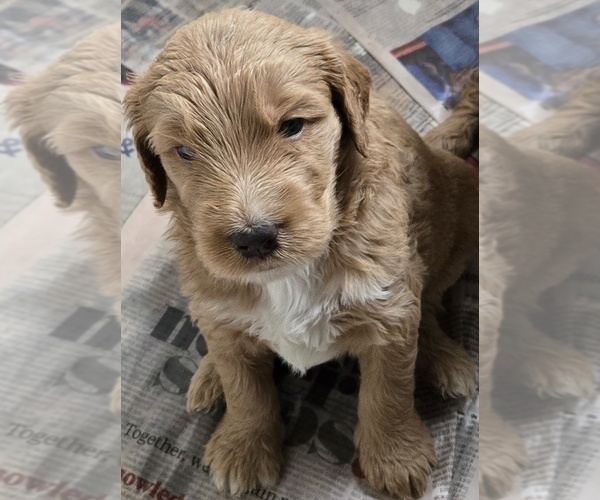 Medium Photo #17 Goldendoodle Puppy For Sale in BROADVIEW HEIGHTS, OH, USA