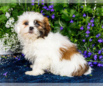 Puppy Jude Shih Tzu