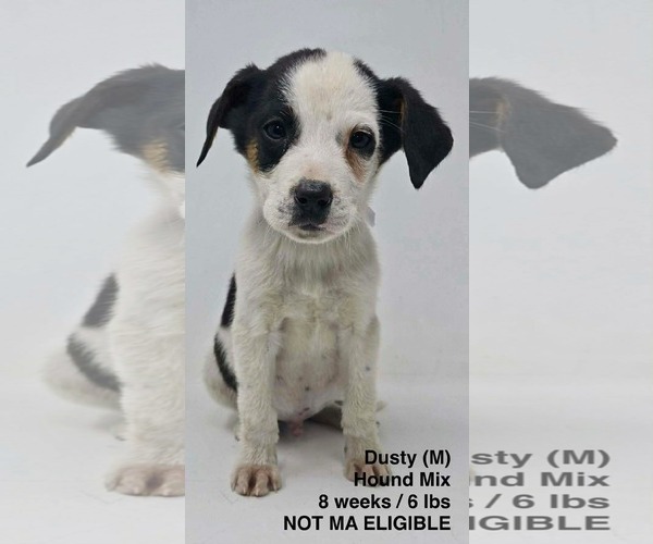 Medium Photo #5 Mutt Puppy For Sale in pomfret, CT, USA