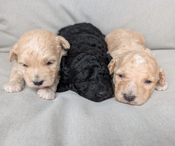 Medium Photo #1 Poodle (Toy)-Sheepadoodle Mix Puppy For Sale in MORGANTON, NC, USA