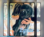 Small #1 Labrador Retriever Mix