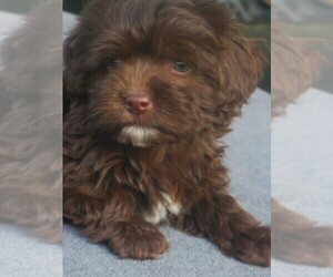 Havanese Puppy for sale in WILSON, NY, USA
