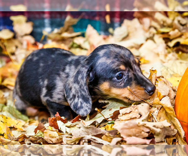 Medium Photo #30 Dachshund Puppy For Sale in WAKARUSA, IN, USA