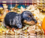 Small Photo #30 Dachshund Puppy For Sale in WAKARUSA, IN, USA