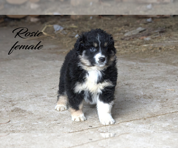Medium Photo #6 Australian Shepherd Puppy For Sale in CLARE, MI, USA