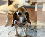 Small #3 Beagle