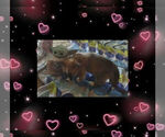 Small Photo #25 Pembroke Welsh Corgi Puppy For Sale in LOVELAND, CO, USA