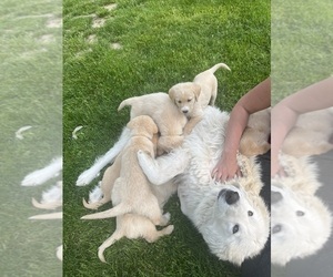 Labrador Retriever-Maremma Sheepdog Mix Puppy for sale in PLAINWELL, MI, USA