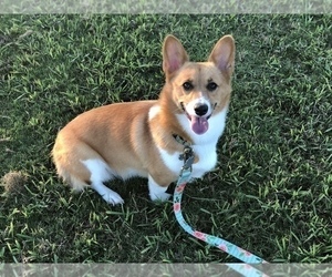 Mother of the Pembroke Welsh Corgi puppies born on 08/14/2019