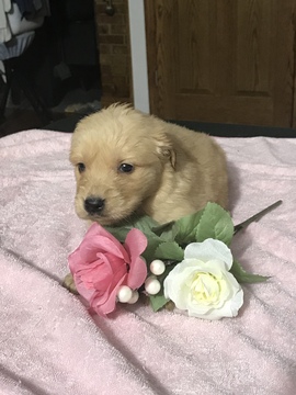 Medium Photo #2 Golden Retriever Puppy For Sale in ALTONA, IN, USA