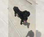 Small Photo #1 Poodle (Standard) Puppy For Sale in GARRISON, MO, USA