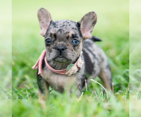 Medium Photo #47 French Bulldog Puppy For Sale in WARSAW, IN, USA