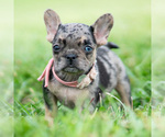 Small #2 French Bulldog