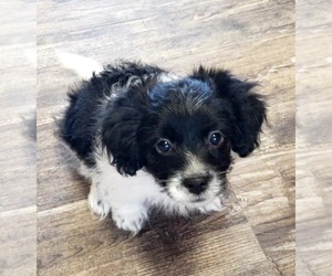 Poovanese Puppy for sale in LEBANON, OR, USA
