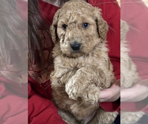 Poodle (Standard) Puppy for Sale in MURRAYVILLE, Georgia USA