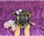 Small Photo #6 German Shepherd Dog Puppy For Sale in QUARRYVILLE, PA, USA